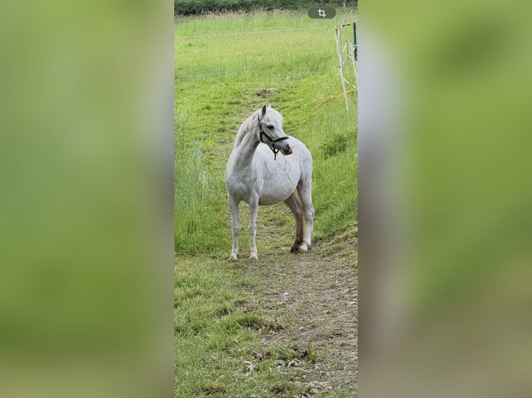 Welsh-A Jument 5 Ans 120 cm Gris in Witten