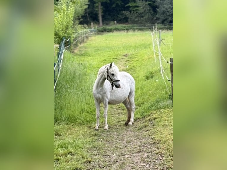 Welsh-A Jument 5 Ans 120 cm Gris in Witten