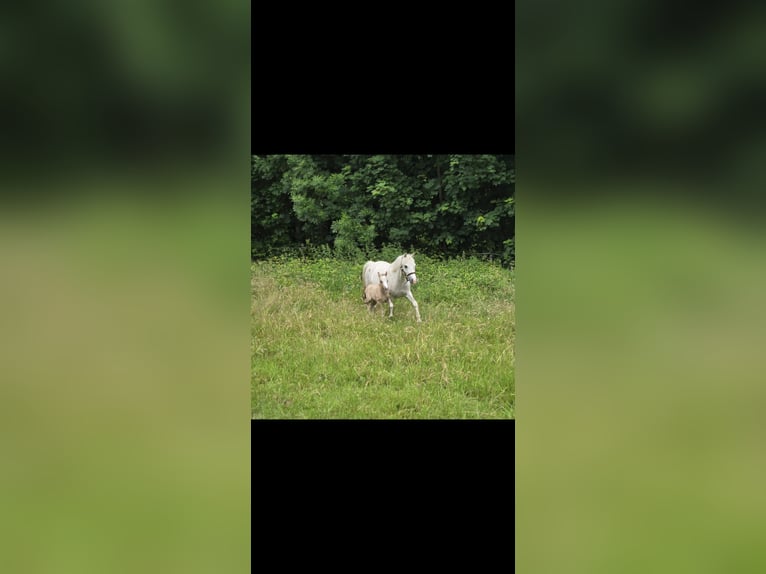 Welsh-A Jument 5 Ans 120 cm Gris in Witten