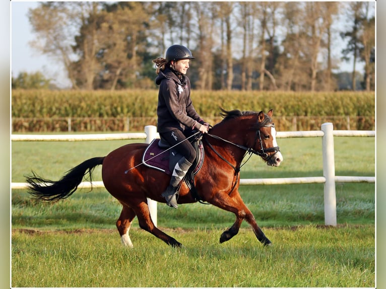 Welsh-A Jument 5 Ans 121 cm Bai in Wildeshausen