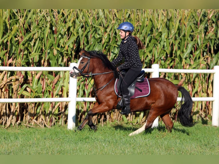 Welsh-A Jument 5 Ans 121 cm Bai in Wildeshausen