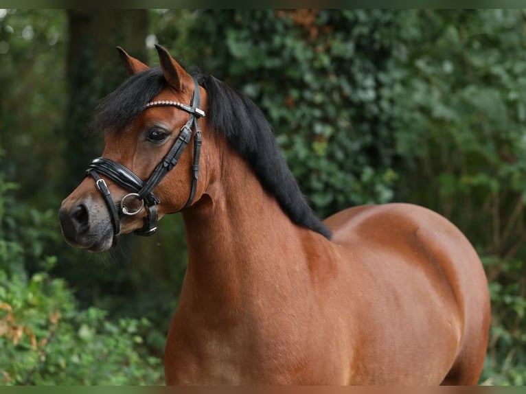 Welsh-A Croisé Jument 5 Ans 121 cm Bai in Aalten