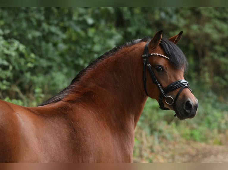 Welsh-A Croisé Jument 5 Ans 121 cm Bai in Aalten