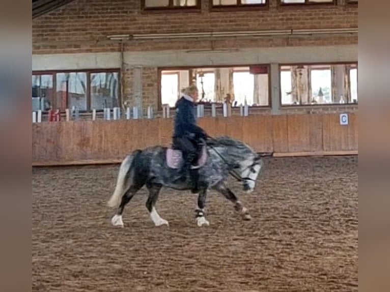 Welsh-A Jument 5 Ans 123 cm Gris noir in Schwalmstadt