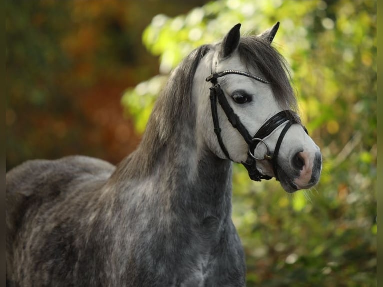 Welsh-A Jument 5 Ans 123 cm Gris noir in Schwalmstadt