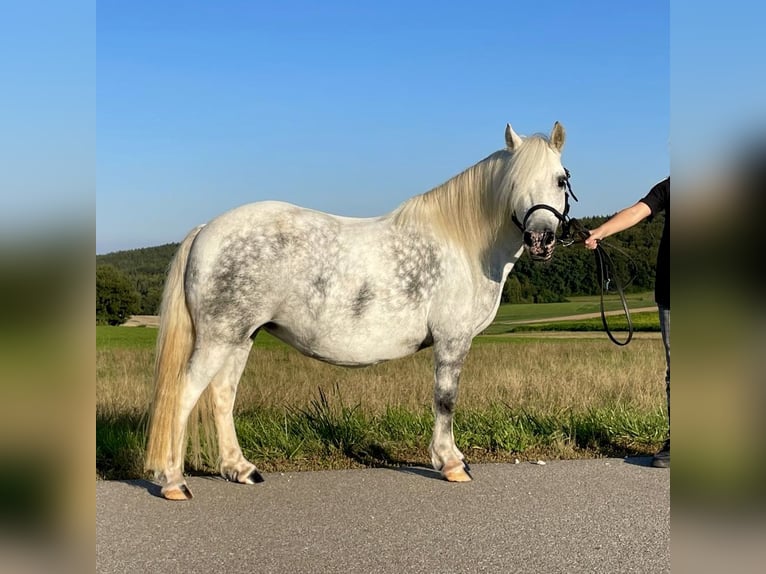 Welsh-A Croisé Jument 6 Ans 114 cm Gris in Deuerling