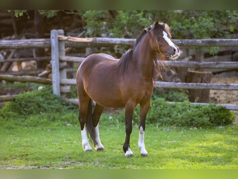 Welsh-A Jument 6 Ans 115 cm Bai in Opoczno