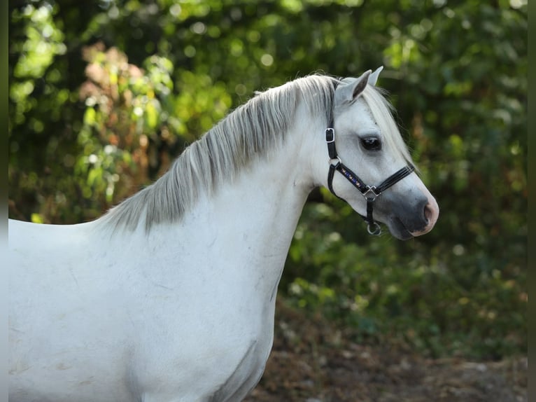 Welsh-A Jument 6 Ans 117 cm Gris in Aalten