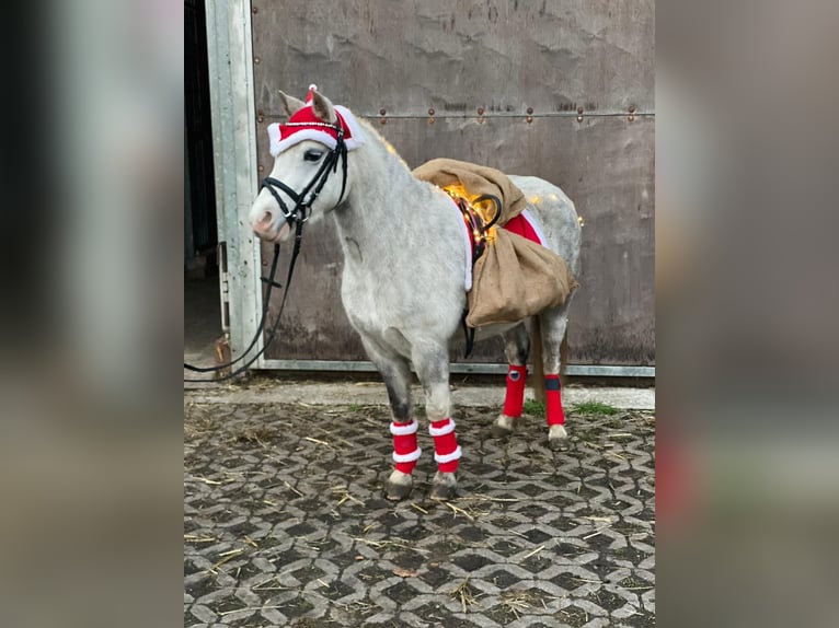 Welsh-A Jument 6 Ans 119 cm Gris in Hagewede