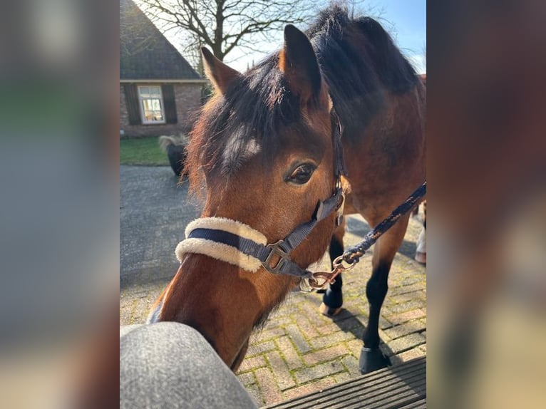 Welsh-A Jument 6 Ans 121 cm Bai in Laren