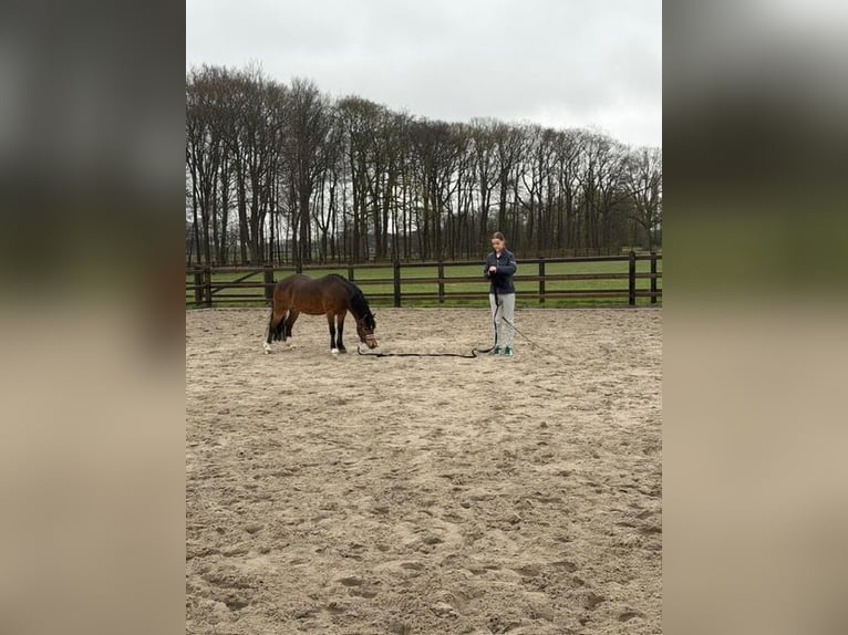 Welsh-A Jument 6 Ans 121 cm Bai in Laren