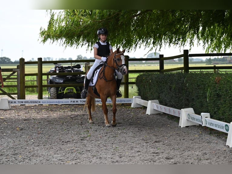 Welsh-A Jument 6 Ans 122 cm Alezan in Haasdonk