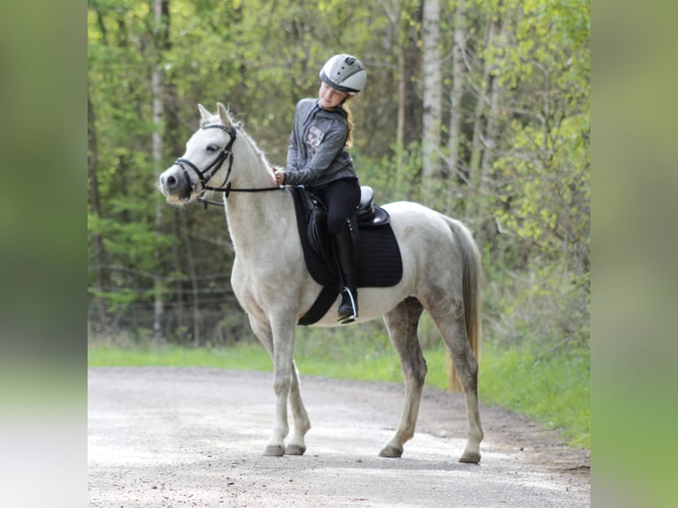 Welsh-A Jument 6 Ans 122 cm Gris in Krumstedt