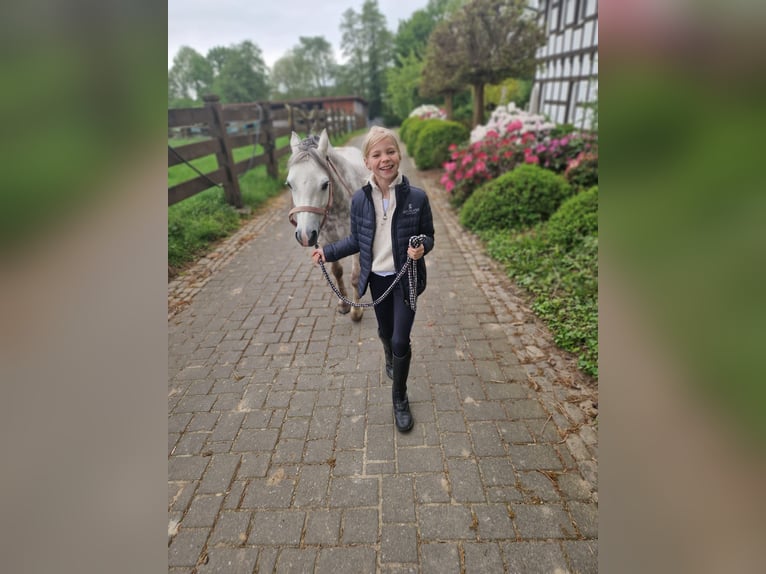 Welsh-A Jument 6 Ans 122 cm Gris pommelé in HerfordHerford