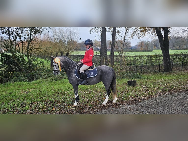 Welsh-A Jument 6 Ans Gris in Holten