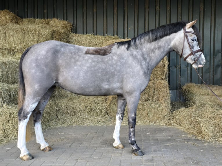 Welsh-A Jument 6 Ans Gris in Holten