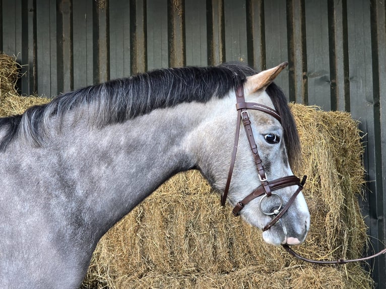 Welsh-A Jument 6 Ans Gris in Holten