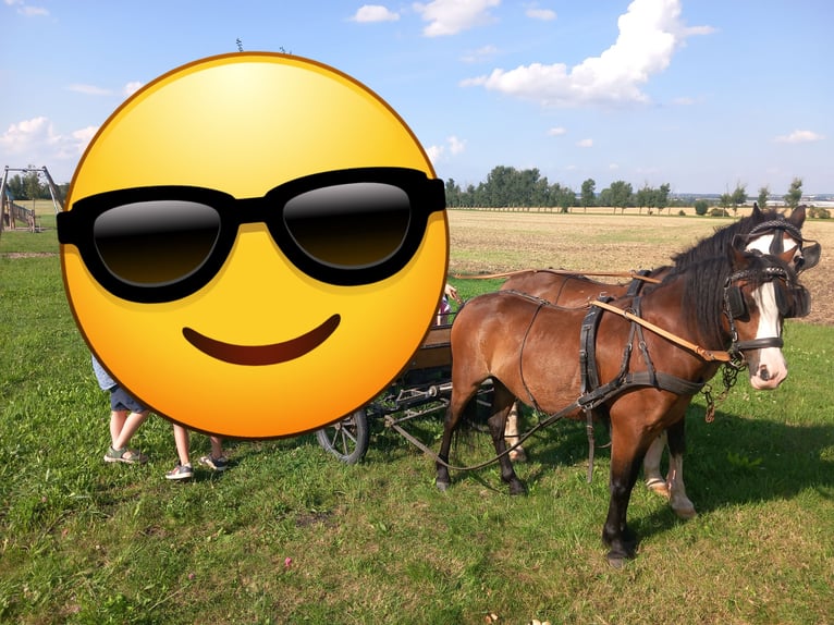 Welsh-A Jument 7 Ans 115 cm Bai in Amt Wachsenburg