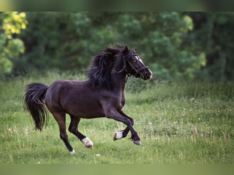 Welsh-A Jument 7 Ans 115 cm Noir in Hatzenbach