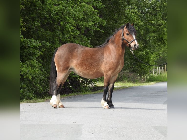Welsh-A Jument 7 Ans 116 cm Bai in Verl
