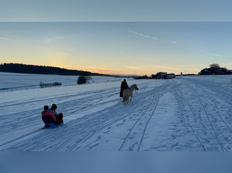 Welsh-A Jument 7 Ans 118 cm Palomino in Deuerling