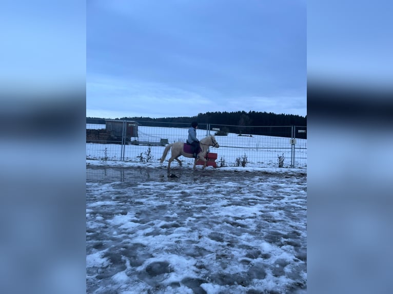 Welsh-A Jument 7 Ans 118 cm Palomino in Deuerling