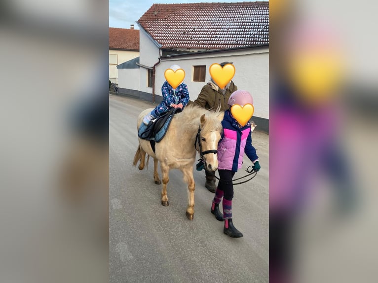 Welsh-A Jument 7 Ans 118 cm Palomino in Deuerling
