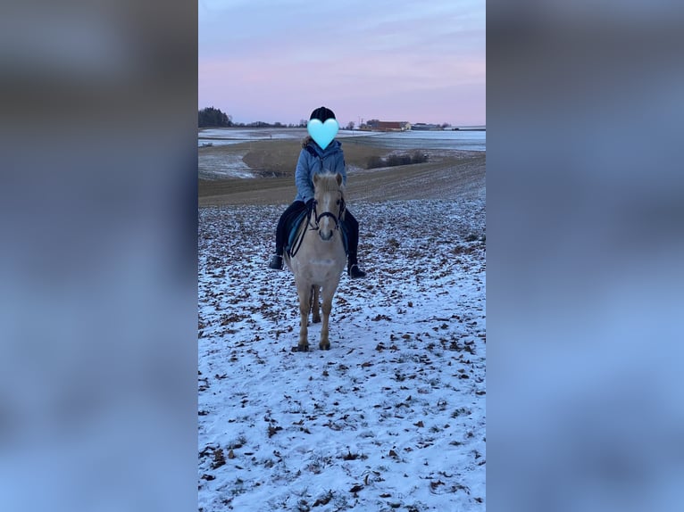 Welsh-A Jument 7 Ans 118 cm Palomino in Deuerling