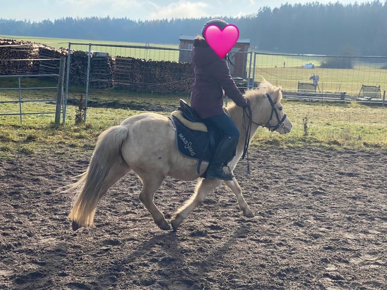 Welsh-A Jument 7 Ans 118 cm Palomino in Deuerling