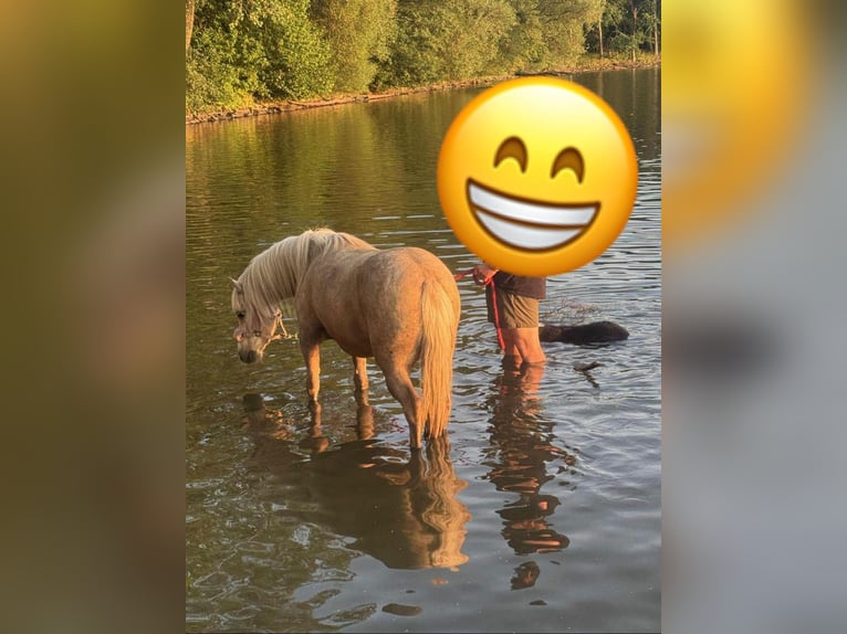 Welsh-A Jument 7 Ans 118 cm Palomino in Deuerling