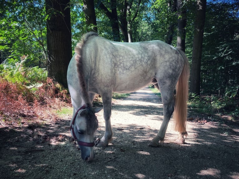 Welsh-A Jument 7 Ans 121 cm Rouan bleu in Arnhem