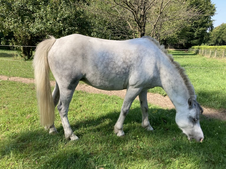 Welsh-A Jument 7 Ans 121 cm Rouan bleu in Arnhem