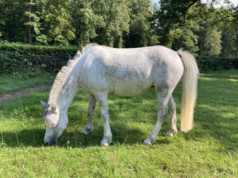 Welsh-A Jument 7 Ans 121 cm Rouan bleu in Arnhem