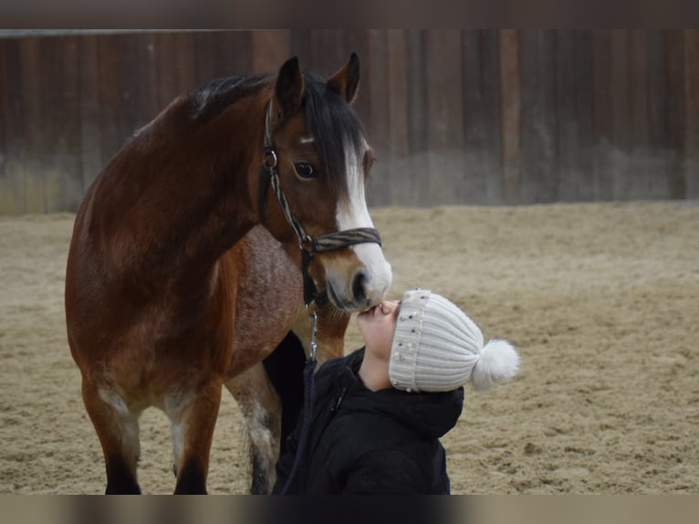 Welsh-A Jument 7 Ans 121 cm Sabino in Fluitenberg