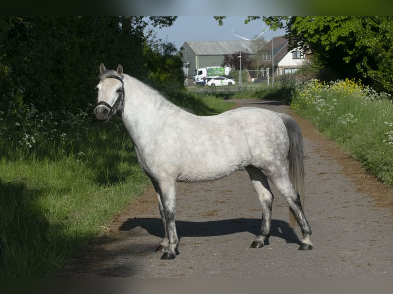 Welsh-A Jument 7 Ans 122 cm Gris in Middelharnis
