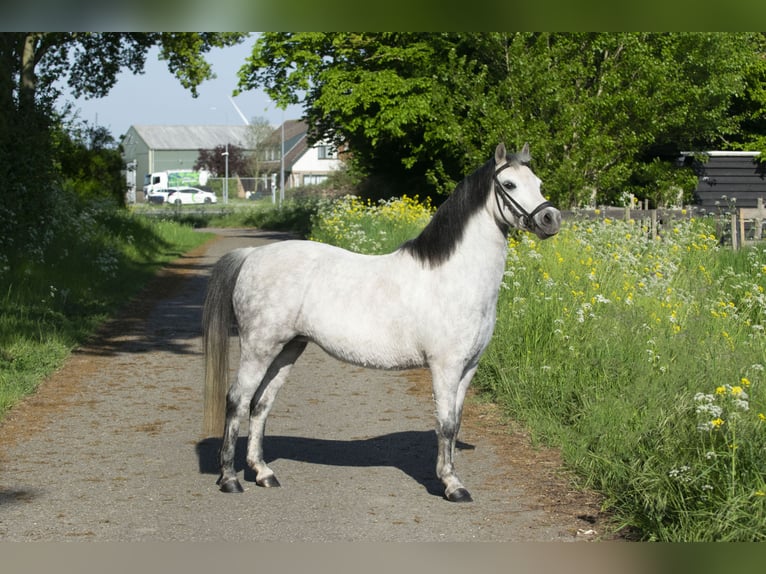 Welsh-A Jument 7 Ans 122 cm Gris in Middelharnis