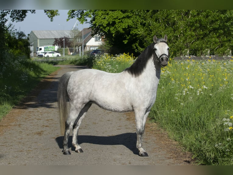 Welsh-A Jument 7 Ans 122 cm Gris in Middelharnis