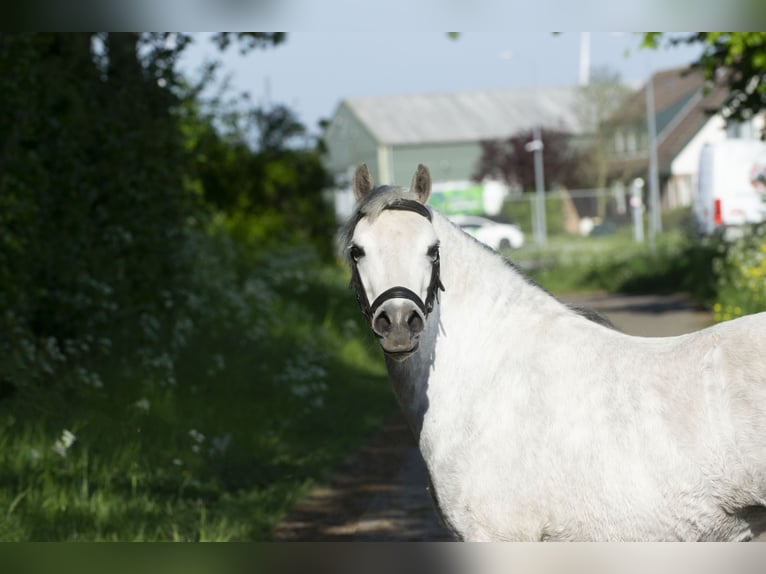 Welsh-A Jument 7 Ans 122 cm Gris in Middelharnis