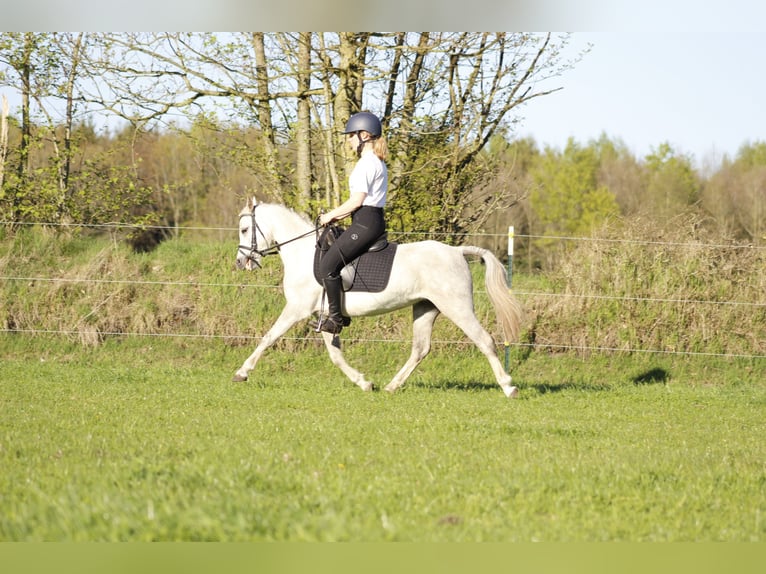 Welsh-A Jument 7 Ans 122 cm Gris in Krumstedt