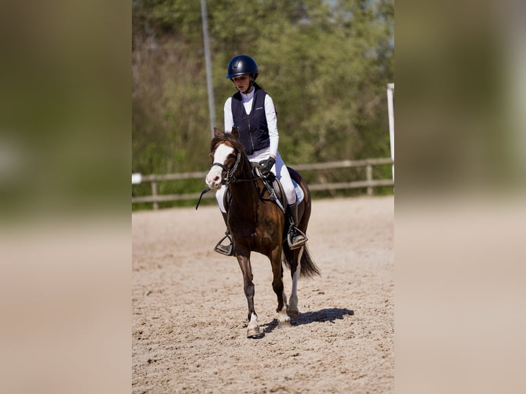 Welsh-A Jument 7 Ans 123 cm Bai brun in Asturias