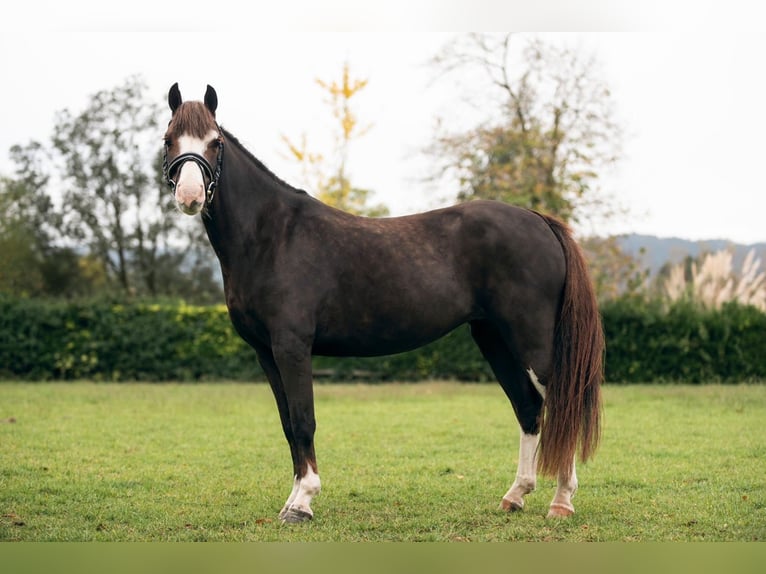 Welsh-A Jument 7 Ans 123 cm Bai brun in Asturias