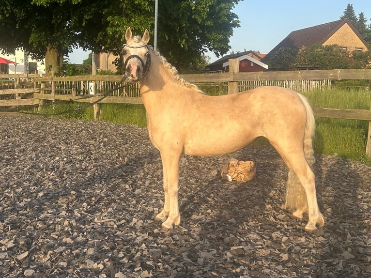 Welsh-A Jument 7 Ans 123 cm Palomino in Burgdorf