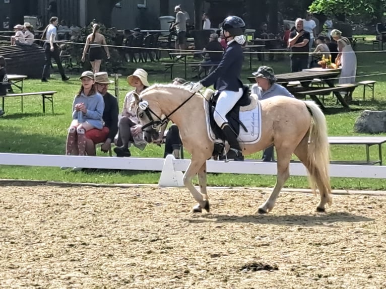 Welsh-A Jument 7 Ans 123 cm Palomino in Burgdorf