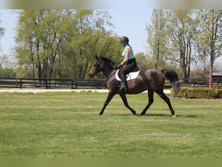 Welsh-A Jument 7 Ans 147 cm Bai cerise in HIghland MI