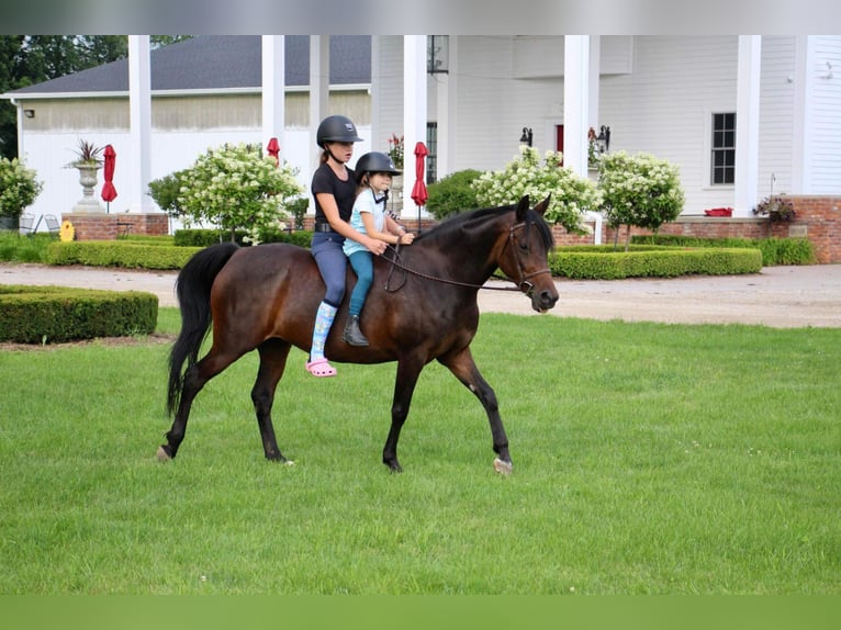 Welsh-A Jument 7 Ans 147 cm Bai cerise in HIghland MI