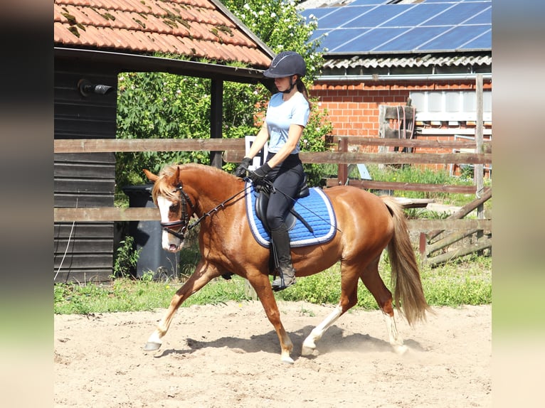 Welsh-A Croisé Jument 7 Ans Alezan in uelsen