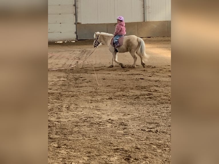 Welsh-A Jument 8 Ans 110 cm Palomino in Riedstadt