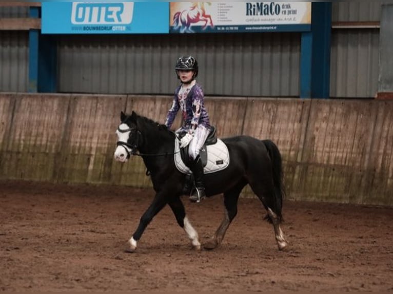 Welsh-A Jument 8 Ans 116 cm Bai brun foncé in Tjalleberd
