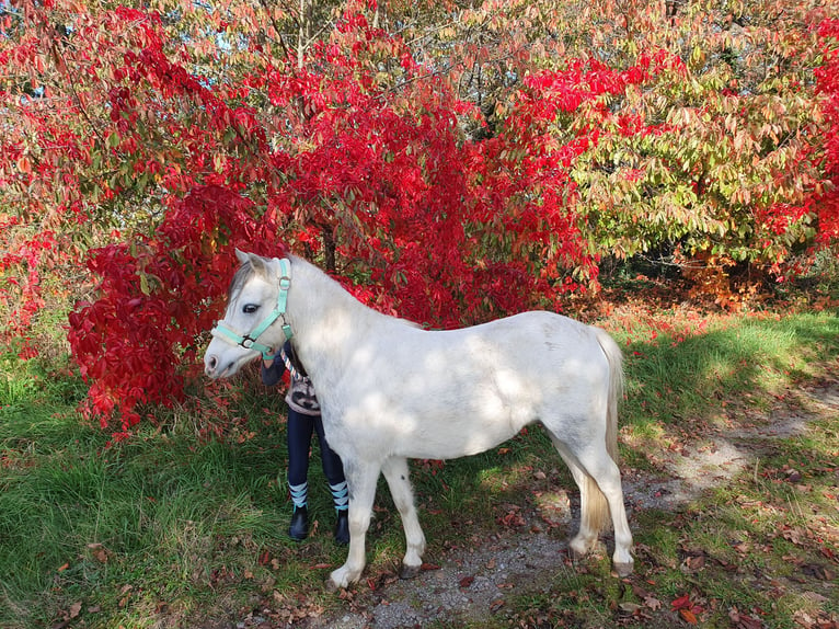 Welsh-A Croisé Jument 8 Ans 117 cm Gris in Eilenburg