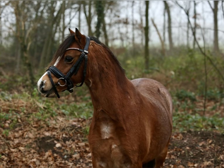 Welsh-A Jument 8 Ans 118 cm Roan-Bay in Aalten